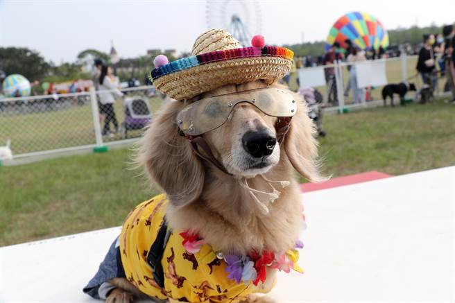 「金狗盃」趣味競賽開放報名，耶誕裝扮走秀＋雪橇挑戰，前三名可獲得好禮。（麗寶樂園渡假區提供／陳淑娥台中傳真）