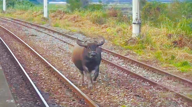 花莲县富里乡东竹车站，昨日清晨有水牛在铁轨中央狂奔，台铁也紧急封闭路段，幸未酿成任何事故。（台铁提供／罗亦晽花莲传真）