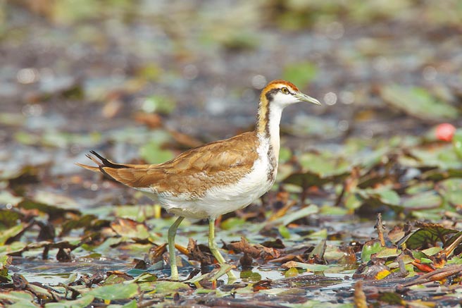 台南水雉冬季调查结果出炉，首次突破2000只大关。（台南水雉生态教育园区提供）