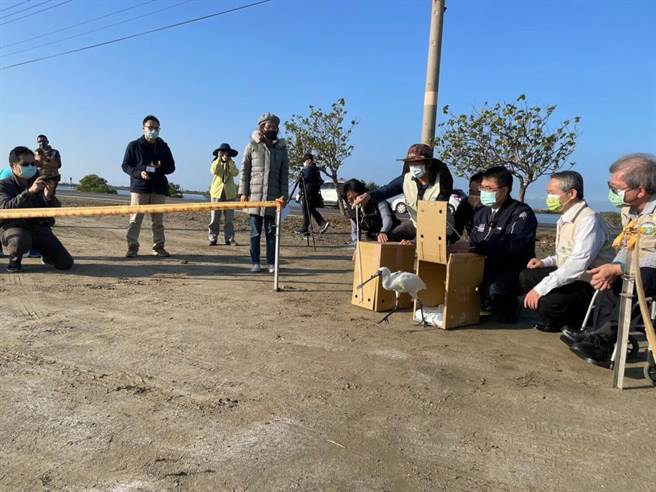 11月13、14日在七股頂山救回的中毒黑琵恢復健康，7日野放。（台南市農業局提供／劉秀芬台南傳真）