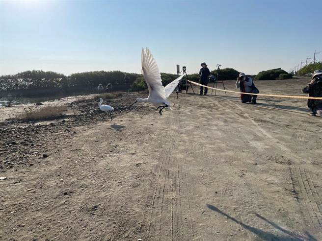 11月13、14日在七股頂山救回的中毒黑琵恢復健康，7日野放。（台南市農業局提供／劉秀芬台南傳真）