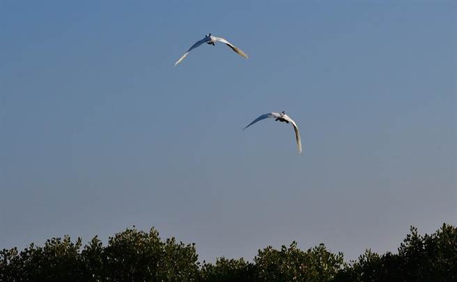 11月13、14日在七股頂山救回的中毒黑琵恢復健康，7日野放。（台南市野鳥協會提供／劉秀芬台南傳真）