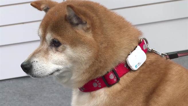 工研院獲2022 CES創新獎的「iPetWeaR智慧寵物項圈」，只要將項圈安置於寵物的胸口，就能為寵物健康做出適當處置。（工研院提供／羅浚濱新竹傳真）