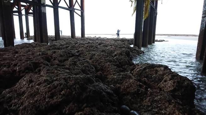 潘忠政表示，中油为了固定栈桥桥墩，有铺设混凝土，另外还打桩，这些工程都是在破坏藻礁。（潘忠政提供／陈梦茹桃园传真）