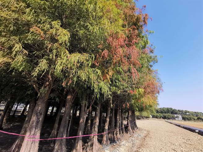 六甲落羽松開始變色，公所整地造景迎賓。（劉秀芬攝）