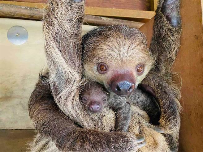 近日树懒宝宝刚诞生，超萌模样掳获不少民眾的心。（柯宗纬摄）