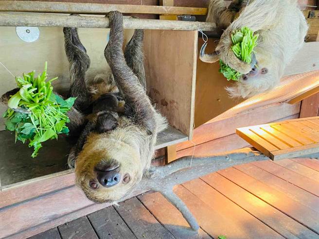 近日树懒宝宝刚诞生，超萌模样掳获不少民眾的心。（柯宗纬摄）