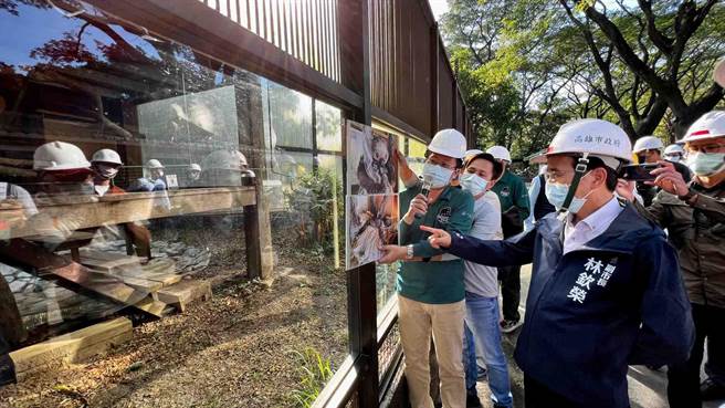 高雄市副市长林钦荣今探视树懒宝宝。（柯宗纬摄）