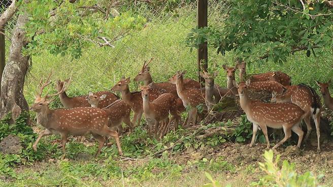 垦管处7日确定舍弃「鹿制品」方案，将持续朝族群控制、跨单位收容及保种方向进行。（垦管处提供／谢佳潾屏东传真）