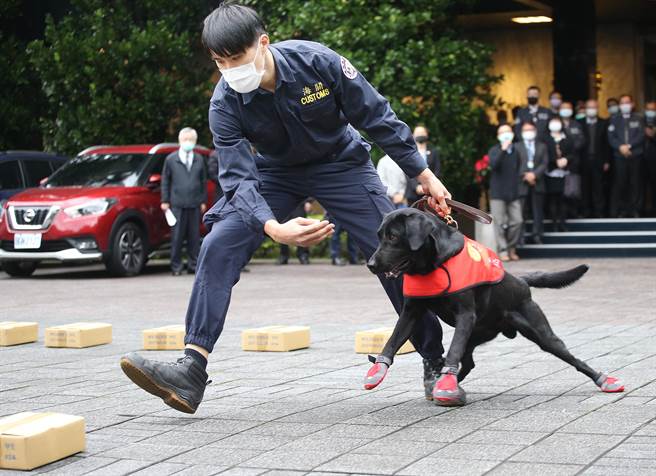 关务署的缉毒犬在领犬员引导下，示范优异的嗅闻毒品能力。（范扬光摄）