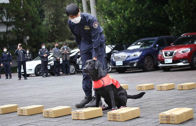 关务署的缉毒犬在领犬员引导下，示范优异的嗅闻毒品能力，缉毒犬嗅闻到毒品包裹后，立即坐下向领犬员示意。（范扬光摄）
