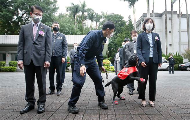 关务署的缉毒犬在领犬员引导下，示范优异的嗅闻毒品能力，并由王俊力（左）与谢铃媛（右）等人假扮旅客，由关务署的缉毒犬示范嗅闻毒品的能力。（范扬光摄）