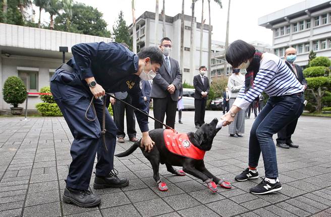 关务署特别出动缉毒犬，示范嗅闻毒品的能力，任务达成后，领犬员（左）拿出玩具大玩拔河游戏作为奖赏。（范扬光摄）