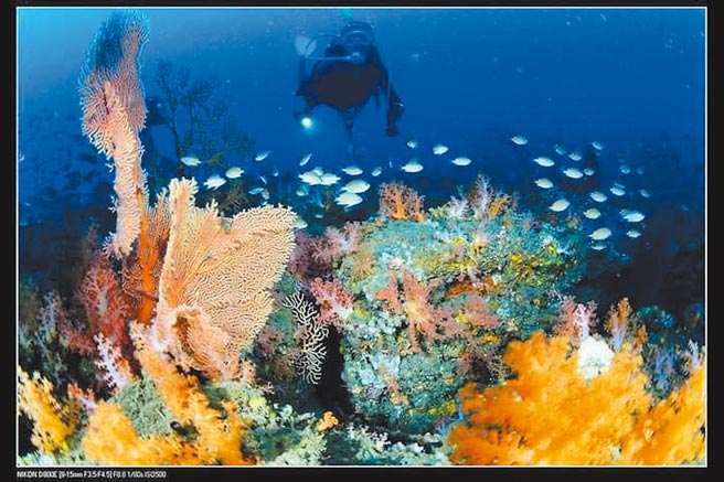 台电规画填海造陆18.6公顷，底下有约30株、60年以上的大海扇珊瑚。（读者提供／陈彩玲基隆传真）