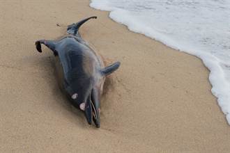 海豚慘死沙灘 目擊者驚見超巨咬痕：最不尋常的發現