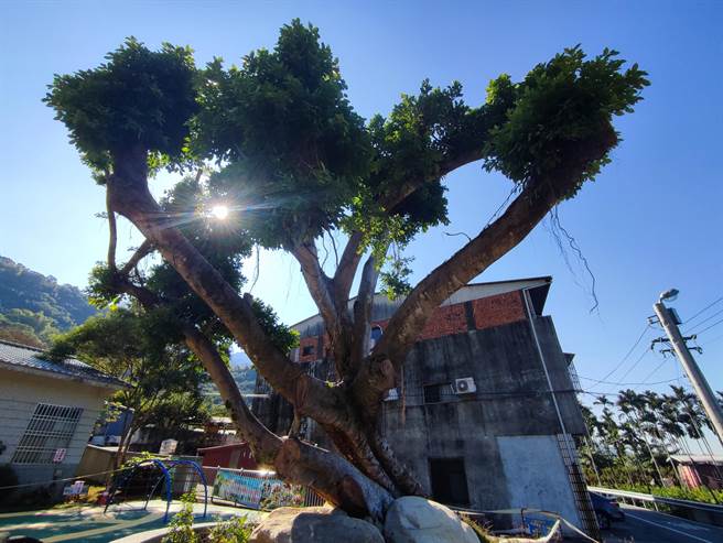 南投县国姓乡福龟国小前一棵树龄约80年的老榕树，为县府列管的珍贵老树，今年7月一场豪大雨突然应声倒塌，才发现老树竟然得到褐根病，树医生经过将近半年的努力，终于让老树重获新生。（吴建辉摄）