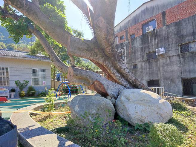 老榕树的主干分成2根，其中1根主干受到褐根病侵蚀严重，倒向另1颗健康的主干，角度严重倾斜，后来树医生般来大石头协助支撑，并进行治疗，才终于让老树重获新生。（吴建辉摄）