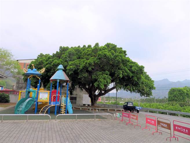 老树的树荫直径将近15公尺，巨大的树荫与茂密的枝叶，是当地人的共同回忆，也是重要地标。（校方提供／吴建辉彰化传真）