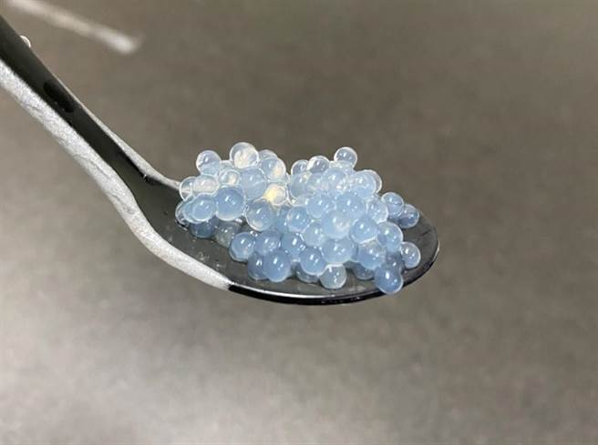 成大iGEM团队以海藻酸钙制作含有减压性胺基酸taurine（牛磺酸）的珍珠。(成大提供／曹婷婷台南传真)