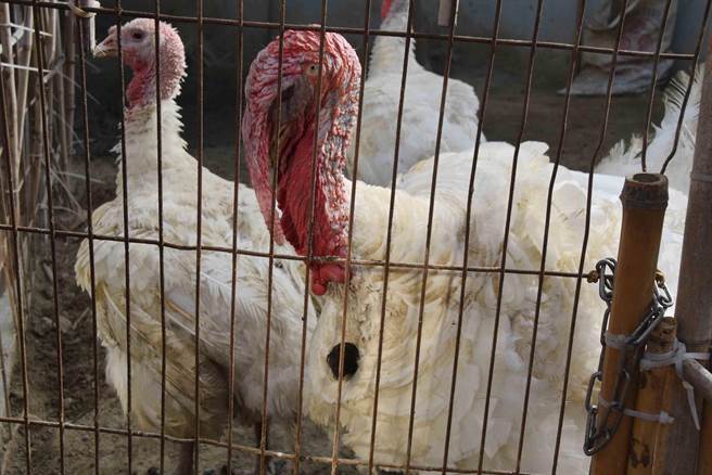 云林发现新型H5N2亚型禽流感 防检局：请养禽业者加强并落实防疫。图为火鸡示意图。（资料照/吕妍庭摄）
