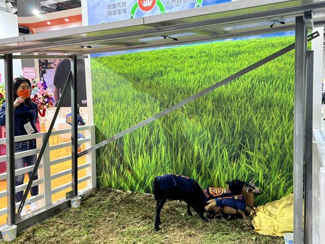 力暘能源在台灣國際智慧能源周於展場帶進3隻波爾羊，展示結合畜牧與發電的「領頭暘」計劃。(圖／王玉樹攝)