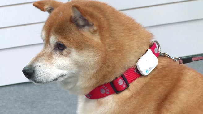 工研院锁定宠物照护需求，「iPetWeaR智慧宠物项圈」可随时侦测并记录宠物心跳、呼吸与活动力，再经由App即时收到异常警示通知。图／工研院提供