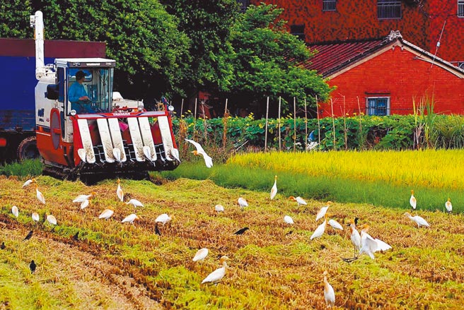 桃园石门灌区2期稻作顺利收成。（北水局提供／吕筱蝉桃园传真）