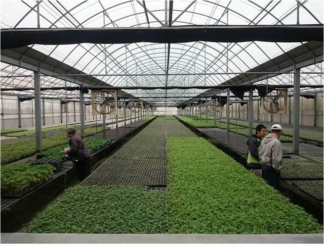 （图/种苗场提供）