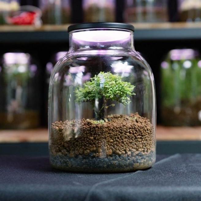 愛思特研發的「VITA LIGHT多功能智慧生物瓶扇燈」，結合微景觀室內瓶植物造景。（青年局提供）