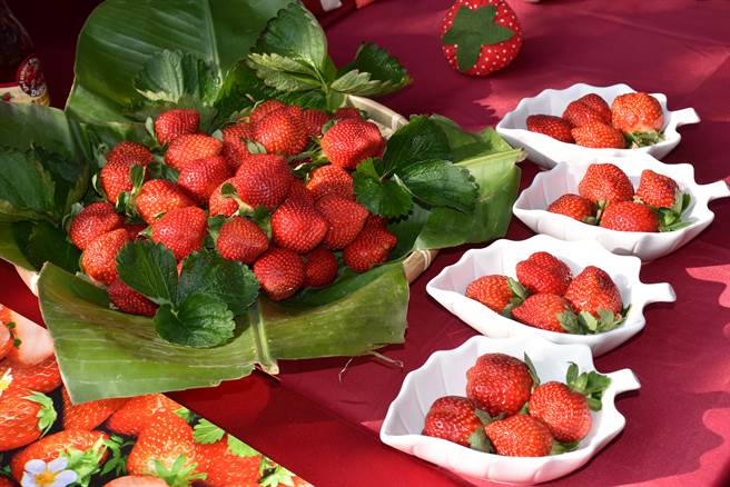 全國第1的大湖草莓9日起正式上市。（謝明俊攝）