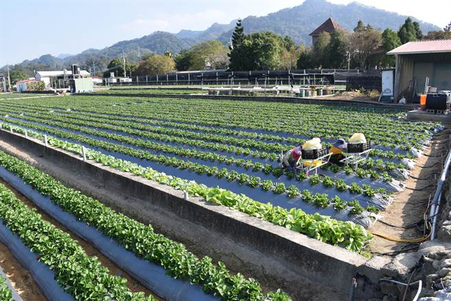 今年大湖草莓種植面積達450公頃。（謝明俊攝）