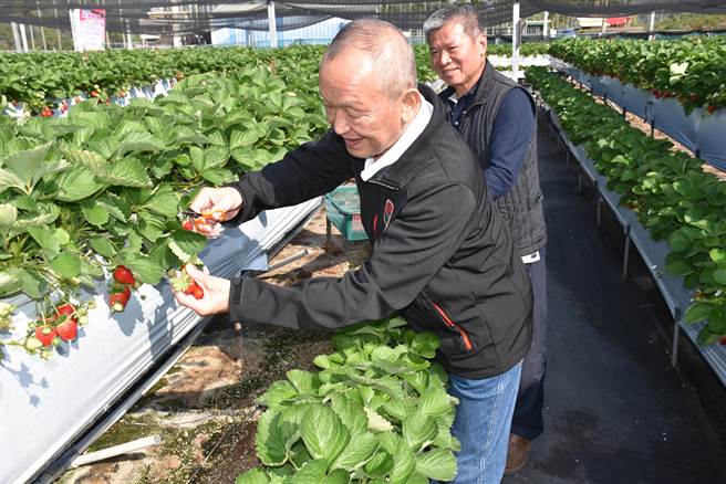 苗栗縣長徐耀昌親自體驗一下採果樂。（謝明俊攝）