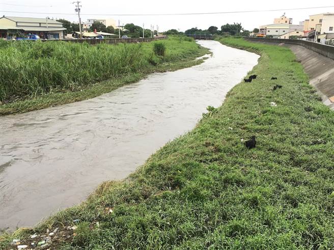 新虎尾溪西螺镇鹿场里段的右岸有羊只吃草，无心插柳成为治理河道的新思维。（周丽兰摄）