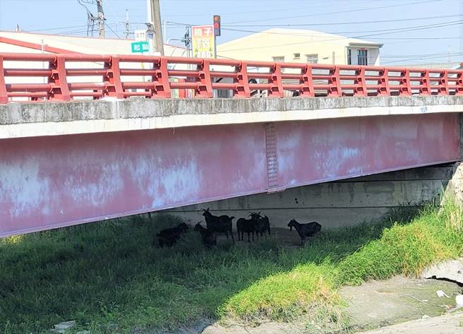 西螺镇鹿场里养羊户的羊群一早就到河边吃草，艳阳高照时就躲到桥墩避暑休息。（周丽兰摄）