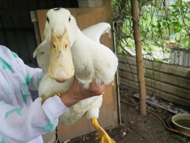 台中市仍有民间丧事、法事会使用「带路鸭」和「开光鸡」，仪式后鸡鸭就被任意弃养，危害动物生命。（市议员周永鸿提供）