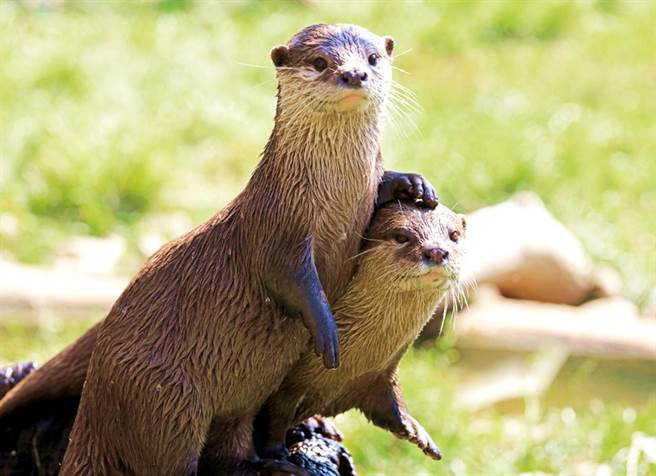 新加坡一名男子到植物园散步时突然遭到一群水獭家族发狂围攻，他不仅被咬到倒地，10秒内被咬了26下，自称「差点被咬死」。（资料照／shutterstock）