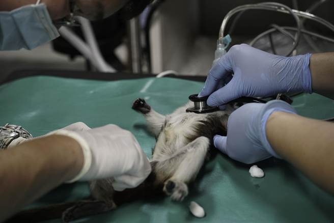 經獸醫師初步檢查動物沒有異常。（北市動物園提供／楊亞璇台北傳真）