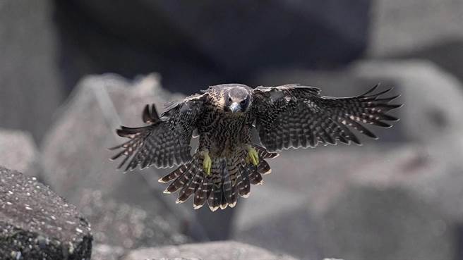 基隆野鸟学会花6年拍摄「游隼的故事」纪录片，今天上午10点在海科馆举办首映暨座谈会。（基隆野鸟学会常务理事沈锦丰提供／陈彩玲基隆传真）
