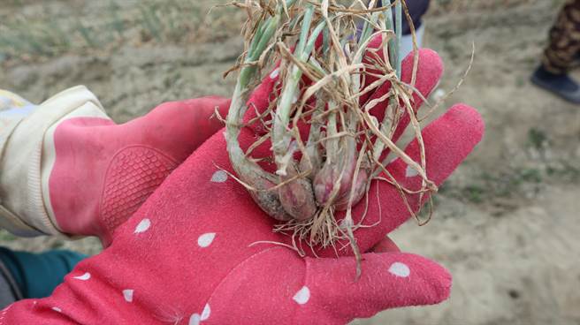台南红葱头收购价格持续低迷，每台斤仅15元左右，农民嘆每卖1分地的红葱头就倒赔2万元。（张毓翎摄）