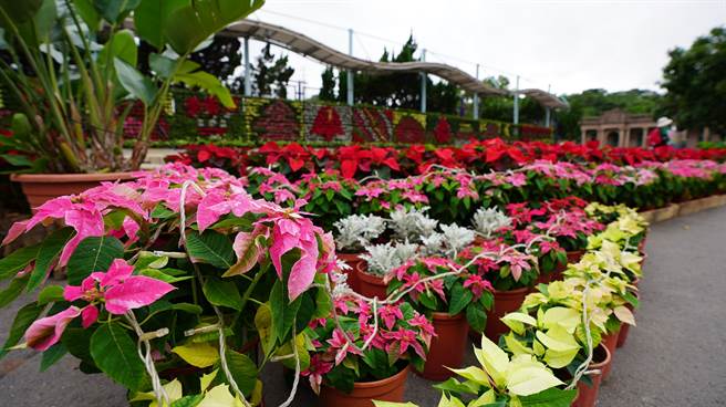 台北自來水園區每年到了耶誕節，都會布置耶誕造景及燈飾，並在自來水博物館前方的空地安排浪漫的燈光展演。（圖／台北自來水園區）