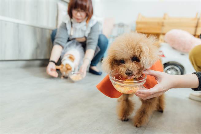 陈蓁经常自己制作宠物鲜食，让家中的毛小孩吃得开心也兼顾营养均衡。 （摄影／林冠良）(2)