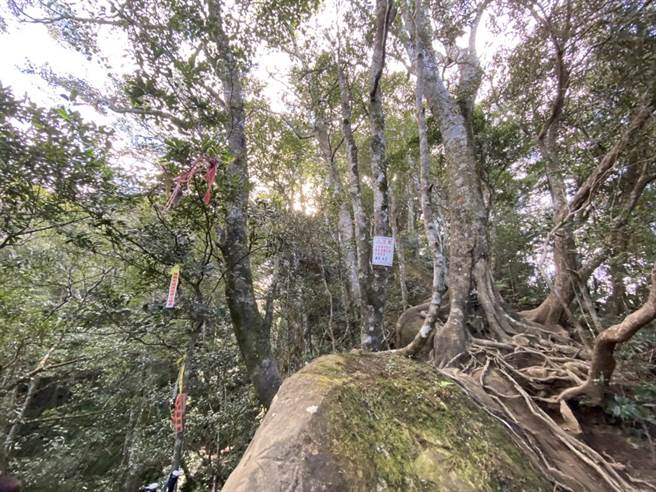 通往内鸟嘴山有多条山径，使不熟悉路线的登山者容易迷路，新竹县消防局也做了指标提醒民眾留意。（庄旻静摄）