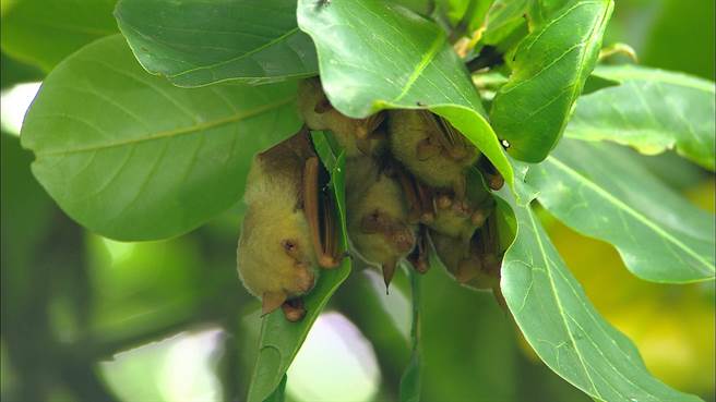  全世界有1400多種蝙蝠，台灣就有38種，是台灣最大的哺乳類類群，野生動物保育逐年受到重視，但蝙蝠這種冷門動物不受民眾青睞，加上新冠肺炎疫情影響，讓蝙蝠保育推廣更雪上加霜。（南投林管處提供／吳建輝南投傳真）