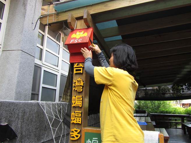 金黃鼠耳蝠保護目前的做法是創造棲地，以及減緩棲地被開發與污染，也希望能有更多人一起來了解蝙蝠。（南投林管處提供／吳建輝南投傳真）