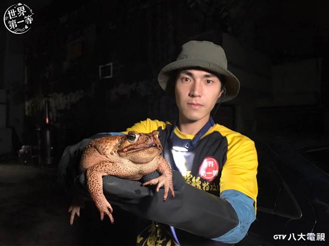 唐振剛搶先直擊「海蟾蜍」入侵中台灣社區危急景況。（八大提供）