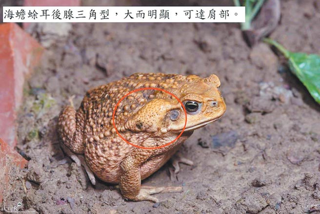 蛙类专家杨懿如传授分辨海蟾蜍的方法。（南投林管处提供／吴建辉南投传真）