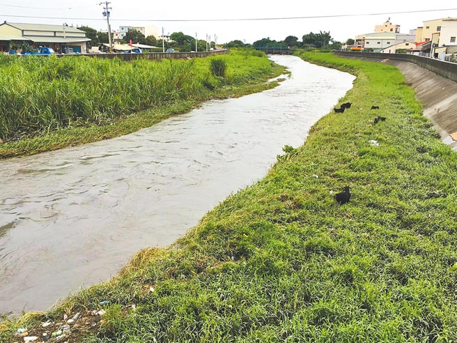 新虎尾溪西螺镇鹿场里段的右岸有羊只吃草，无心插柳成为治理河道的新思维。（周丽兰摄）