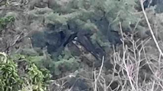 台灣黑熊現蹤台中山區 爬五葉松嚇壞咖啡農