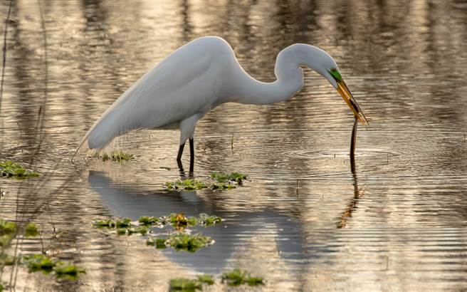 小蛇被白鹭吞咽后，竟从对方颈部的伤口钻出，下一秒被发现后又惨遭吞食，双方形成恐怖轮迴。(示意图/达志影像)
