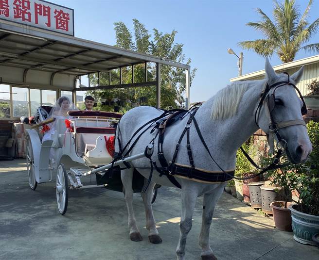 现代人办婚礼富有创意，嘉义县六脚乡新人苏吉龙、洪于惠今天举办婚礼，其中上午的「马车迎娶」十分吸睛。（张亦惠摄）